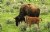 BISON  W/CALF  ON CANVAS
