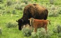 Picture Title - BISON  W/CALF  ON CANVAS