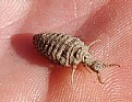 Picture Title - Antlion