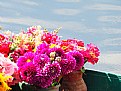 Picture Title - Flowers on a boat