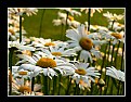 Picture Title - Field of Daisies