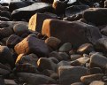 Picture Title - rocks@noosa