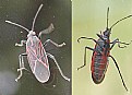 Picture Title - Box Elder Bug