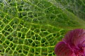 Picture Title - Pink Flower & Green Furry Leaf