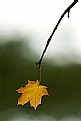 Picture Title - The last leaf