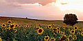 Picture Title - Sea Of Sunflower
