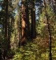 Picture Title - Baby Sequoias