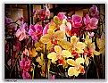 Picture Title - Orchids