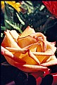 Picture Title - Rose from a Friends Burial site