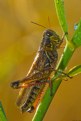 Picture Title - Cool Locust