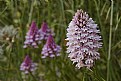 Picture Title - Pyramid Orchids