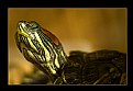 Picture Title - Turtle named Gino...