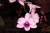 Purple Orchid