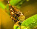 Picture Title - Cool Locust 2