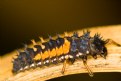 Picture Title - Ladybug Larva