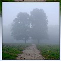 Picture Title - tree&tree in fog