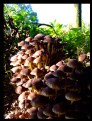 Picture Title - Mushrooms