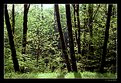 Picture Title - Woods (Springtime)