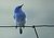 on the fence - bluebird