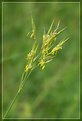 Picture Title - Flowering grass