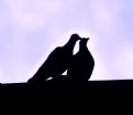 Picture Title - love birds
