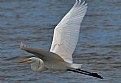 Picture Title - Great Egret 2