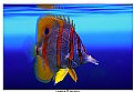 Picture Title - UnderWater color game