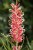 Grevillea Majestic
