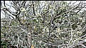 Picture Title - lichen on branches