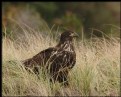 Picture Title - Bald Eagle (juvenile)