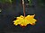 Fall Leaf on The Windshield