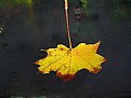Picture Title - Fall Leaf on The Windshield