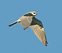 Picture Title - White-tailed Kite