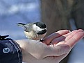 Picture Title - Totally cool feathered friend