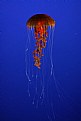 Picture Title - jellyfish