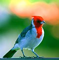 Picture Title - Hawaiian Cardinal