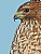 Red-shouldered Hawk Close up