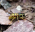 Picture Title - A wasp