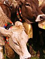 Picture Title - Cows I