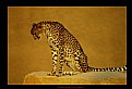 Picture Title - *** Cheeta-2 ***