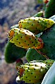 Picture Title - Prickly Prickle Pears
