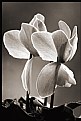 Picture Title - cyclamens