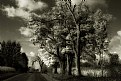 Picture Title - Autumn Road