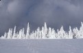 Picture Title - Alpine Pines in Snow