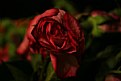 Picture Title - Is still a Rose