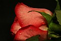 Picture Title - Rose