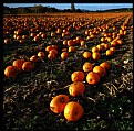 Picture Title - Pumpkin Fields Forever