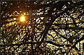 Picture Title - Golden Sunrise
