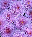 Picture Title - Close up mums