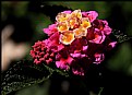 Picture Title - Lantana Cups of Dew Drops
